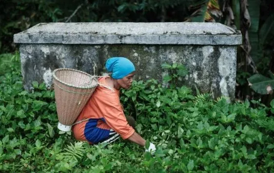 图片 印尼社会动荡背后的贫富鸿沟:最富10%掌握35%收入,基尼系数达0.37