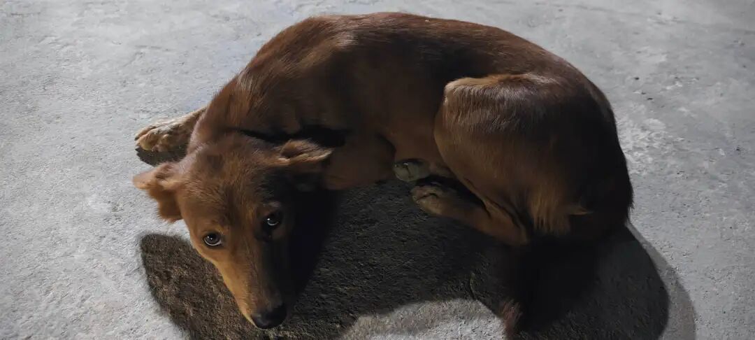 从刚果到迪拜：中国企业出海潮下的外派青年生存图鉴​