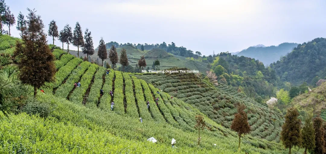 高端茶品牌TeaVivre年销800万美元：靠独立站与有机认证，深耕欧美市场，自然流量占比超85%
