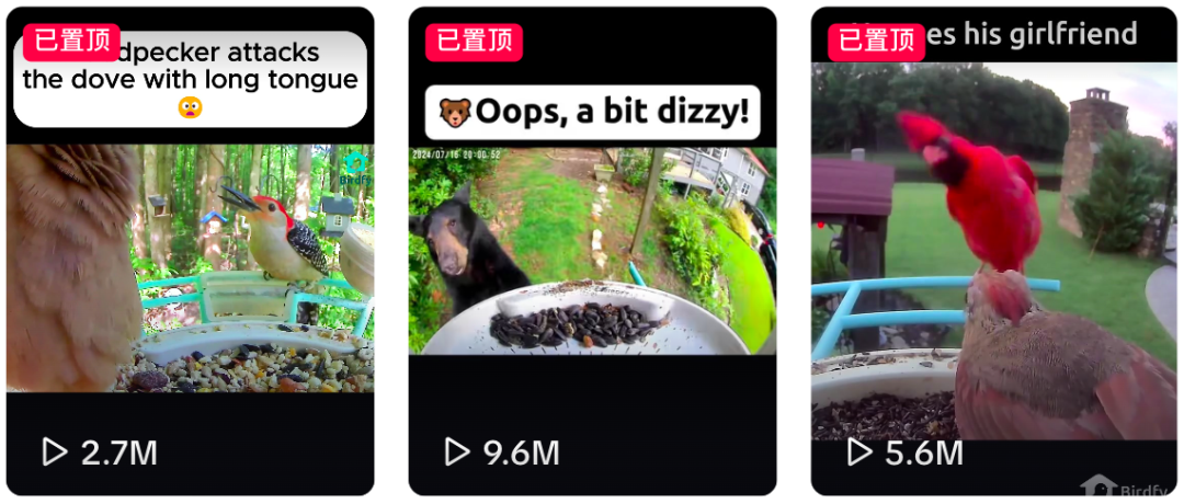 闲来观鸟、无事烧烤：两个冷门品类如何撬动千亿海外市场​