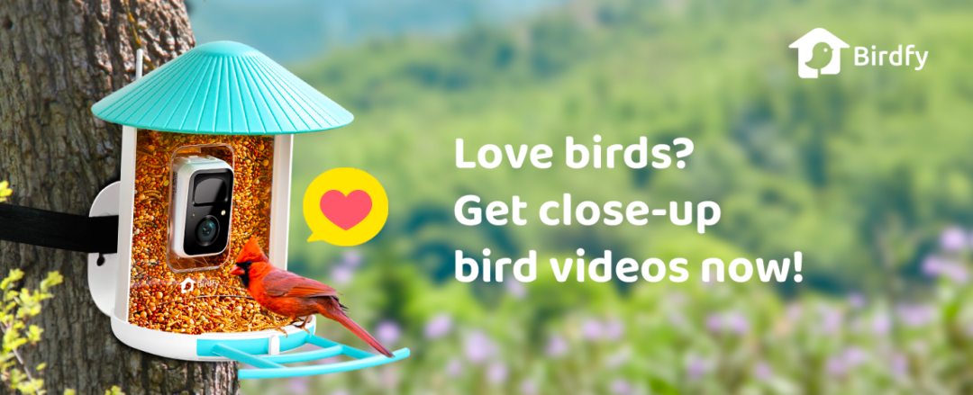 闲来观鸟、无事烧烤：两个冷门品类如何撬动千亿海外市场​