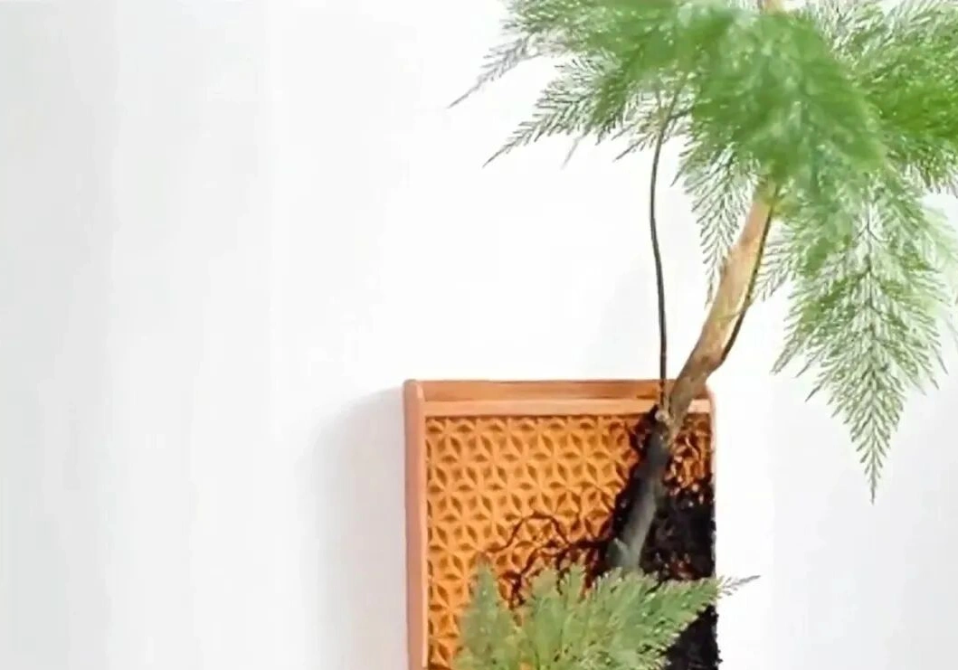 无土水培砖,一个月内获近7000人追捧!在海外狂卷近百万美金