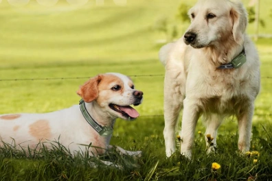 图片 月销6万件背后:Jugbow如何用专业训练项圈撬动亚马逊宠物市场?