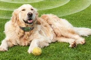 图片 月销6万件背后:Jugbow如何用专业训练项圈撬动亚马逊宠物市场?