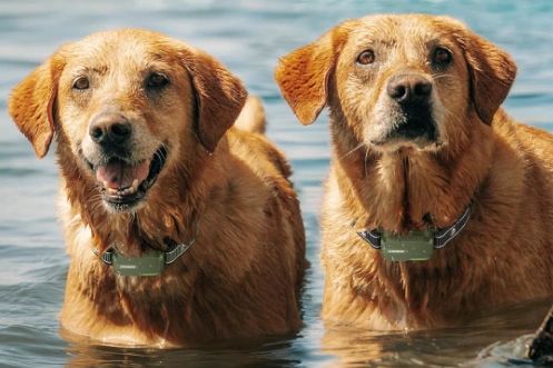 图片 月销6万件背后:Jugbow如何用专业训练项圈撬动亚马逊宠物市场?