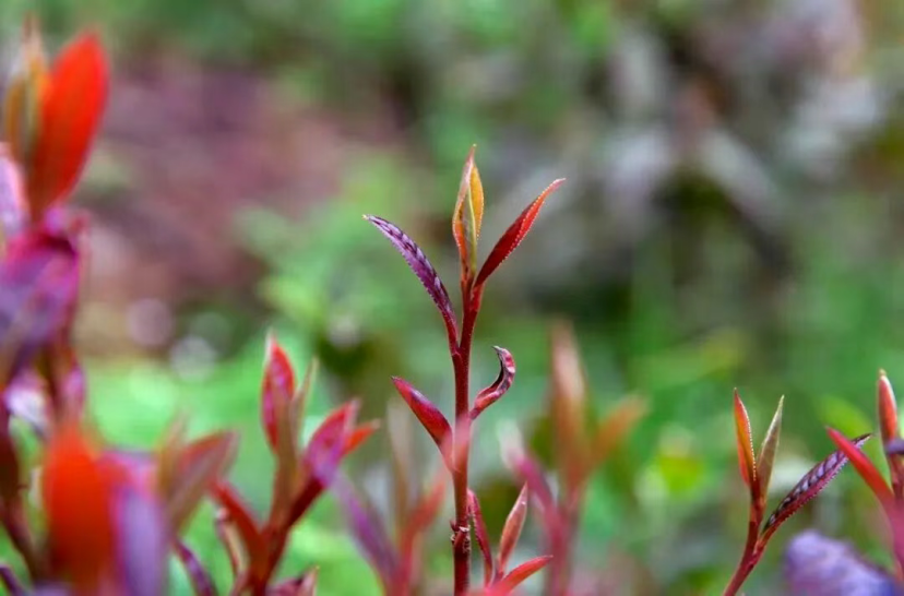 “中国土特产”撬动1020亿美元市场，老外也为之疯狂！