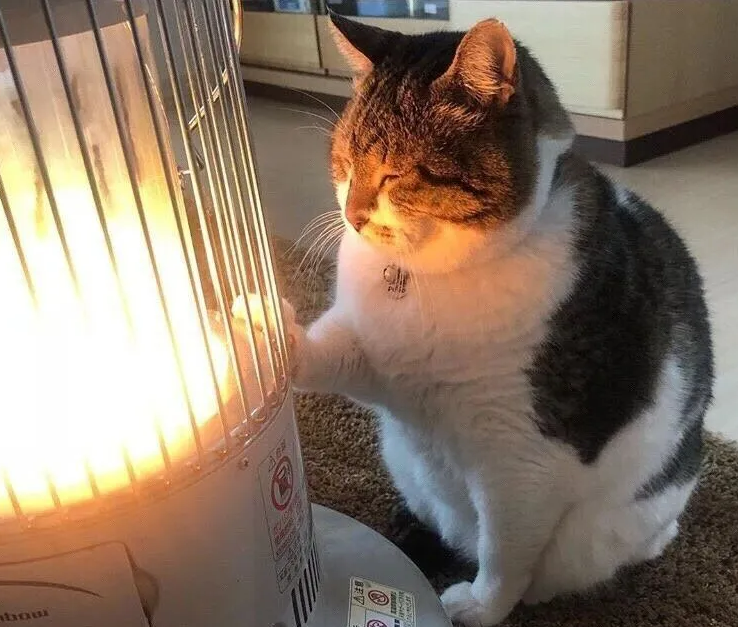 45亿取暖蓝海：宠物电热毯的跨季节增长逻辑与区域策略