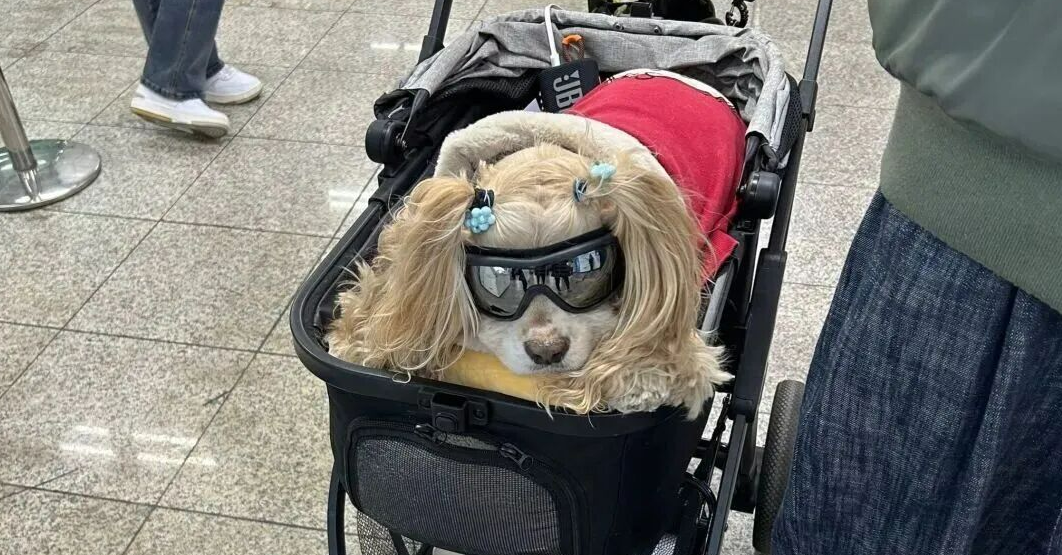 45亿取暖蓝海：宠物电热毯的跨季节增长逻辑与区域策略