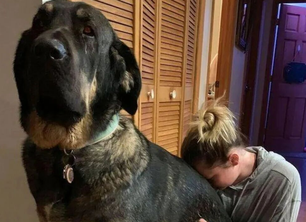 45亿取暖蓝海：宠物电热毯的跨季节增长逻辑与区域策略